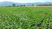 cultivo-remolachas-770.jpg
