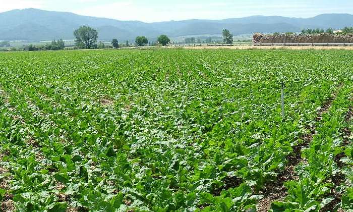 cultivo-remolachas-770.jpg