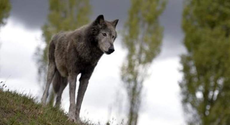 perros-afp-770.jpg