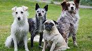 perros1111111111.jpg