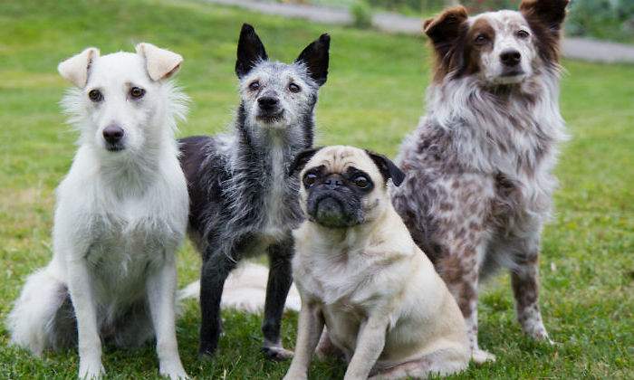 perros1111111111.jpg