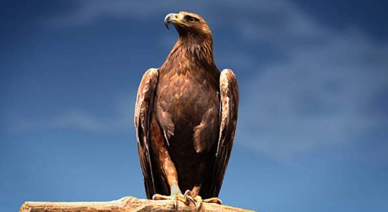 aguila-real-istock-770.jpg
