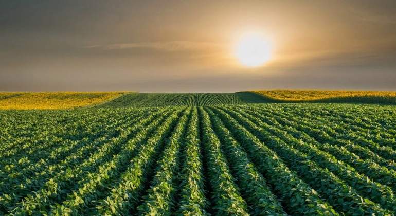 Campo mexicano