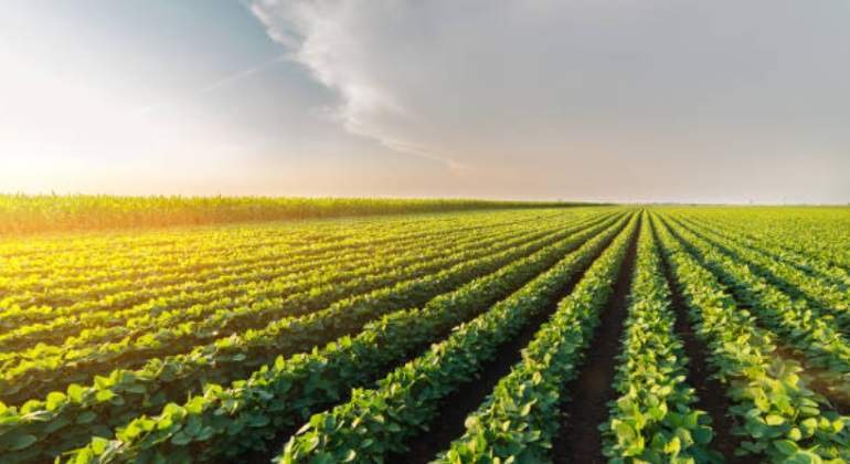 Campos-de-soya-istock-770.jpg