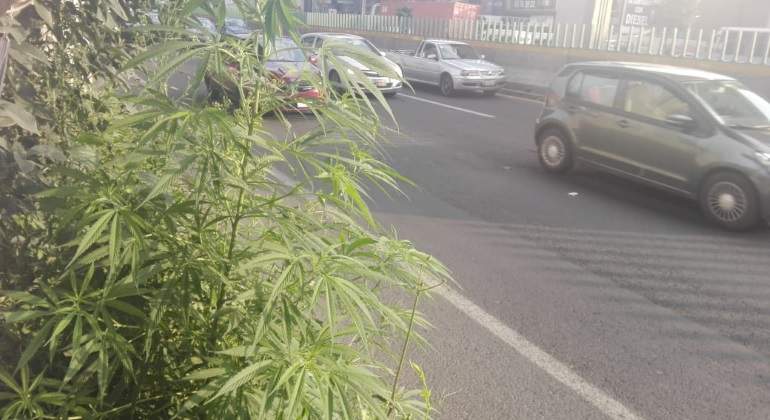 Planta-marihuana.jpg