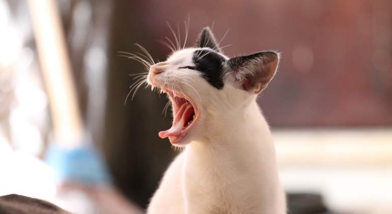 ¿Cómo se adiestró a los gatos? Los fósiles de más de 200 ejemplares lo desvelan