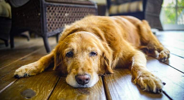 Perro-Viejo-iStock-770.jpg