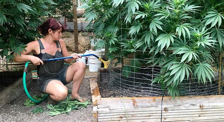 Marihuana-reuters1.jpg
