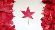 canada-bandera-getty.jpg