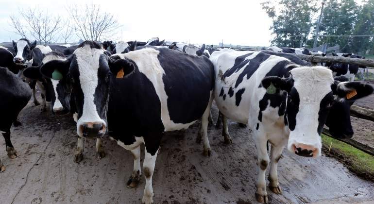 vacas-lecheras-reuters.jpg