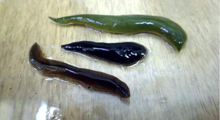 QUE ES PLANARIA PDF DOWNLOAD QUE ES PLANARIA PDF DOWNLOAD
