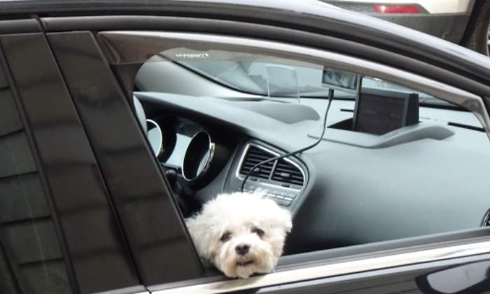 perro-coche-mia.jpg