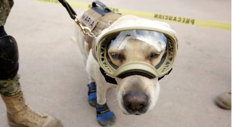 frida-perra-770-reuters.jpg
