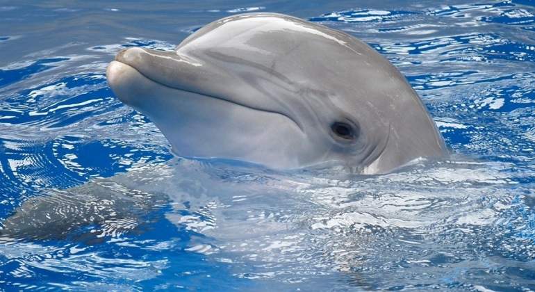 delfinarios-770-420.jpg