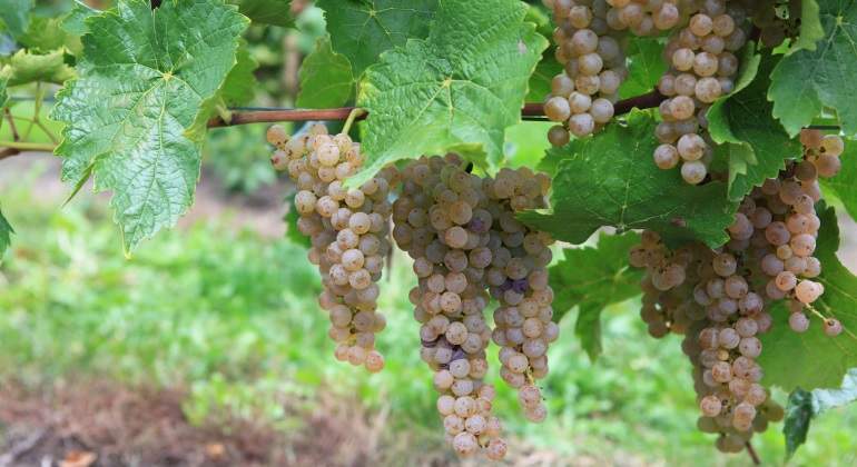 vinedo-canada-uvas-dreamstime-770x420.jpg