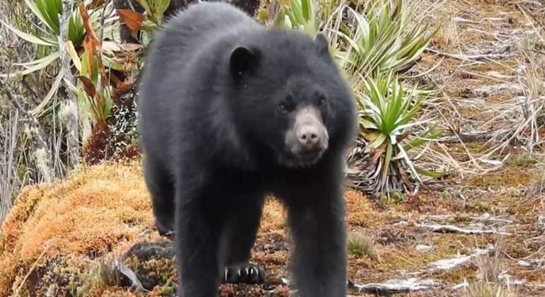 oso-anteojos.jpg