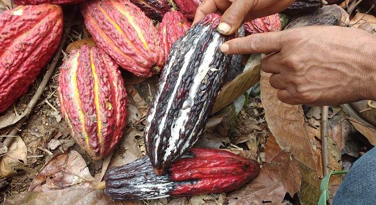 cacao770x420.jpg