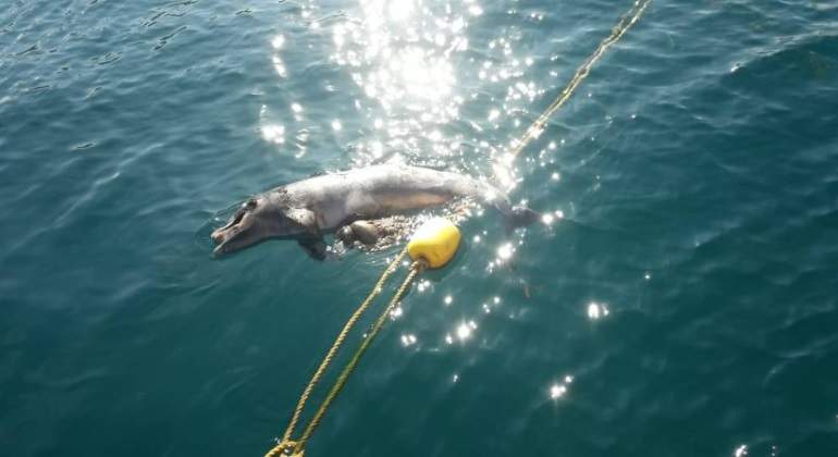 Delfn muerto en Puerto Vallarta