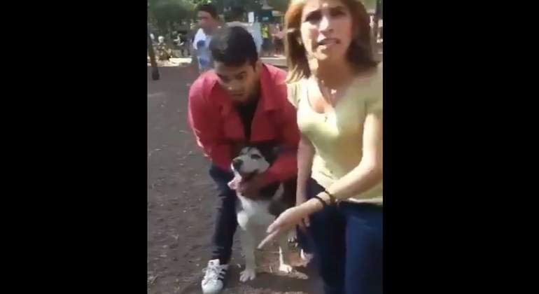 perro-siberiano-parque-mexico-770-420-video.jpg