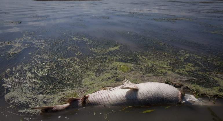 golfo-de-mexico-petroleo--muerte-reuters-770.jpg