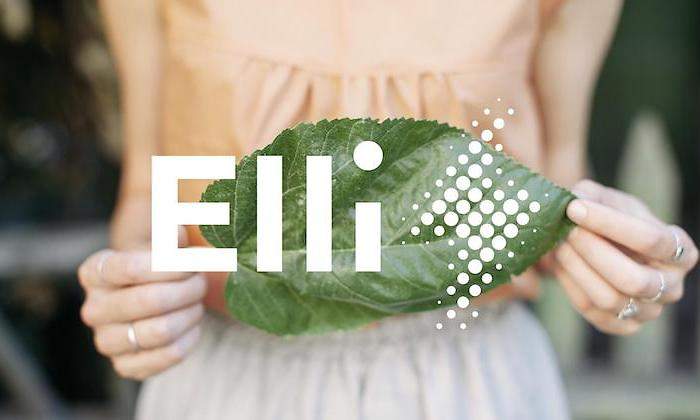 elli-grupo-vw-1.jpg