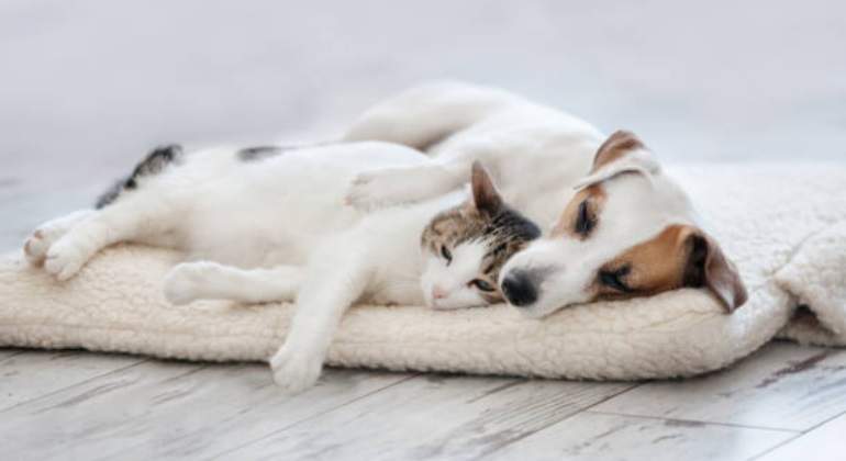 Animales-perro-gato-istock-770.jpg