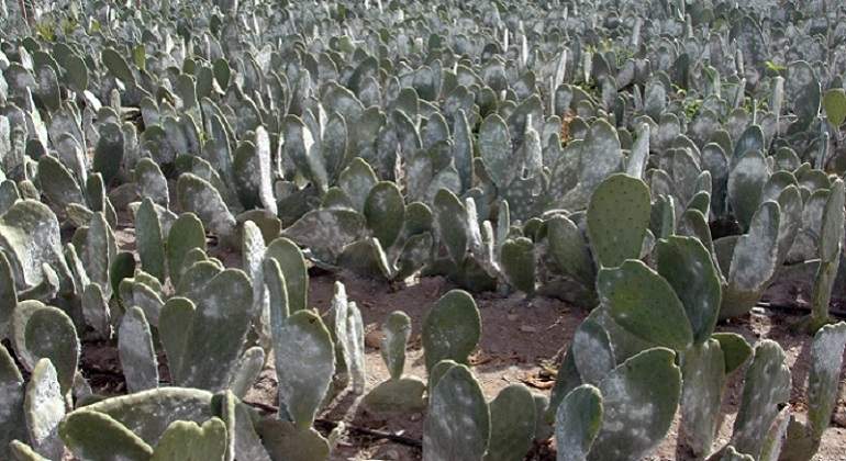 cochinilla770x420.jpg