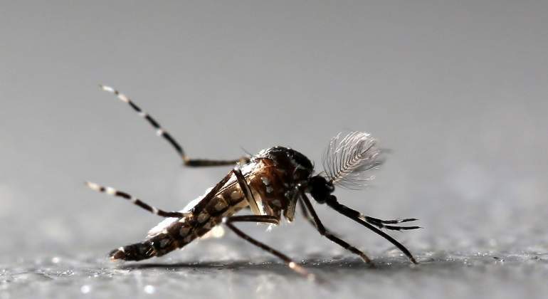 mosquito-dengue-reuters.jpg
