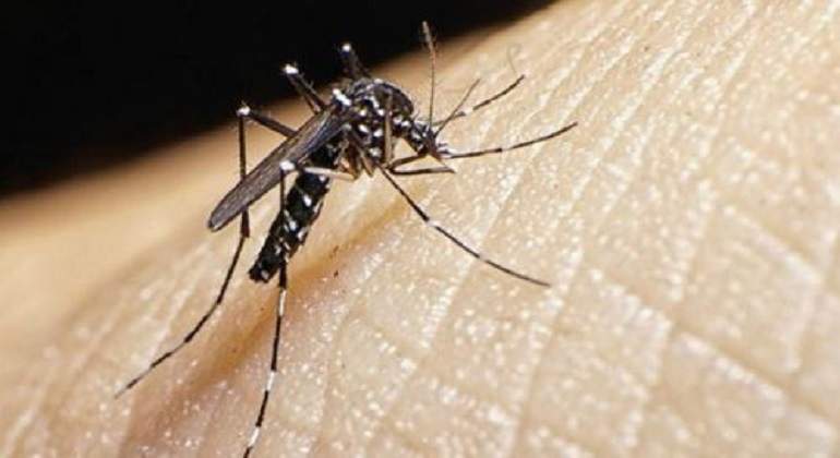 dengue770.jpg