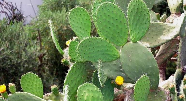 nopal-nopalera-nopales-notimex-770.jpg