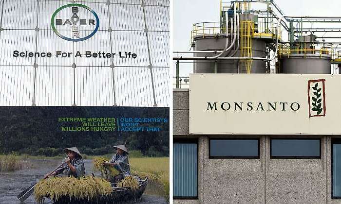 bayer monsanto