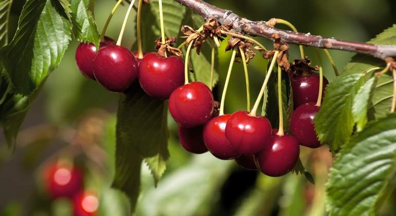 cereza_ee.jpg
