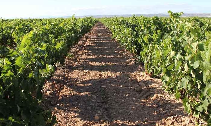 finca