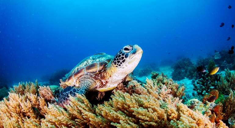 tortuga_mar_oceano_davidevison.jpg