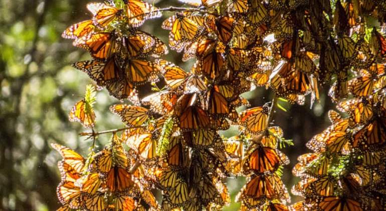 Mariposas monarca