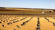 campo-castilla-770-dreamstime.jpg