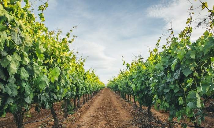 vinas-vino.jpg