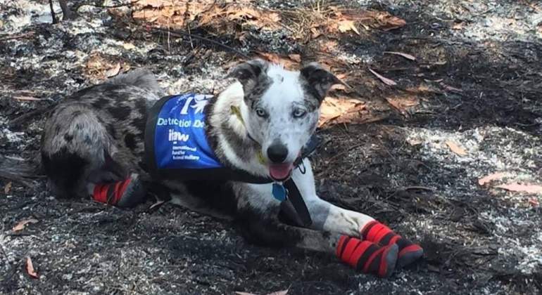 oso-perro-rescata-koalas-fb-770.jpg