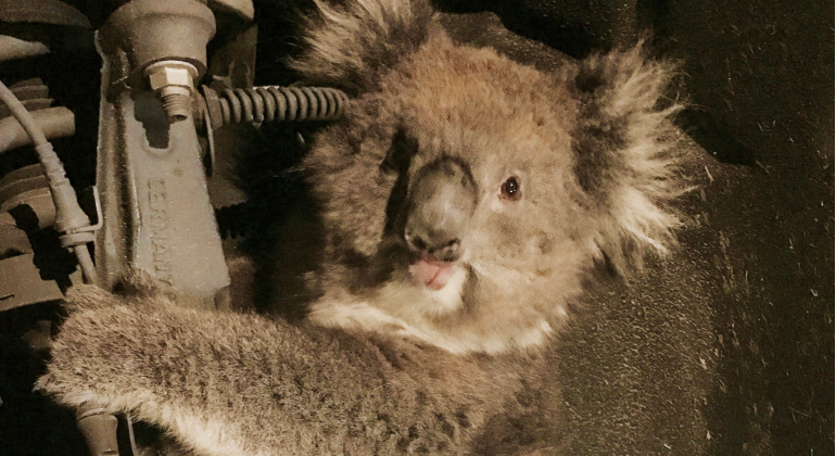 koala-australia-atrapado-1-reuters-770x420.png