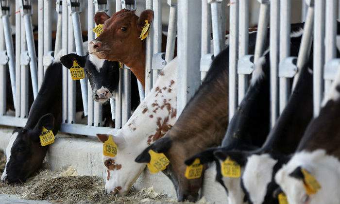 vacas-rusas.jpg