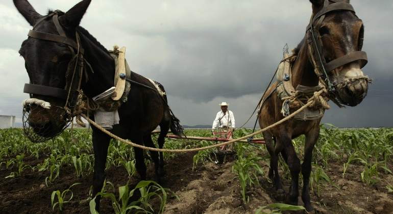 Campo-mexicano-Reuters.jpg