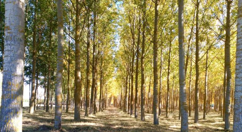 Forestal-Chile