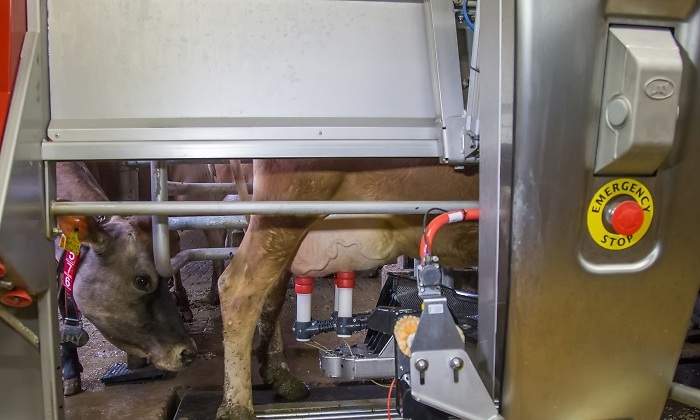 vacas-robot-ordena.jpg