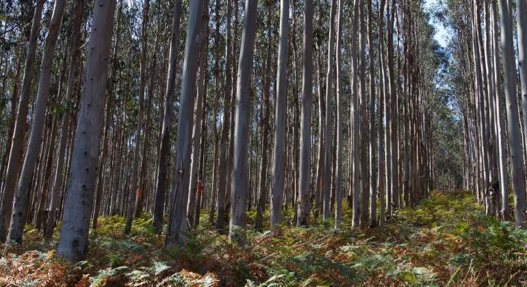 bosque_julian_perez.jpg