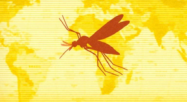 dengue-fiebre-amarilla.jpg