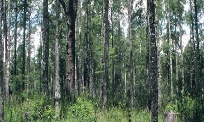 bosquearchivo.jpg