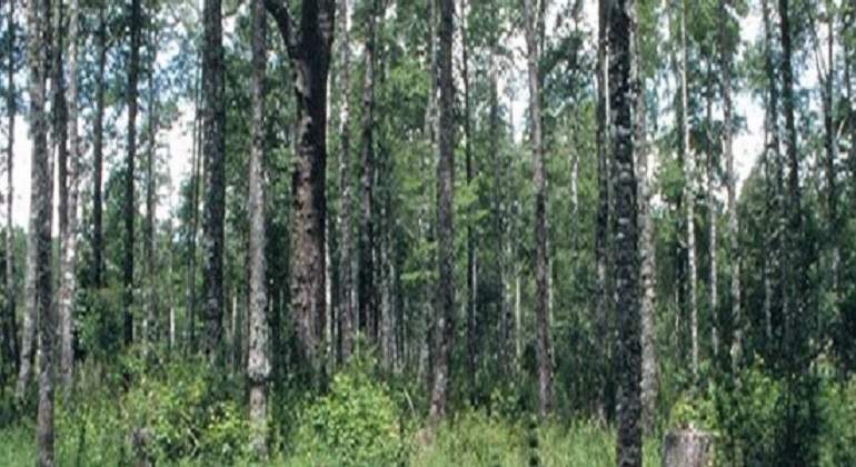 bosquearchivo.jpg