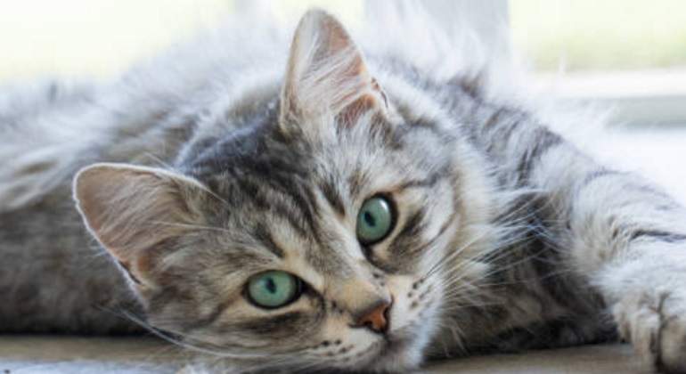 gato-istock-770.jpg