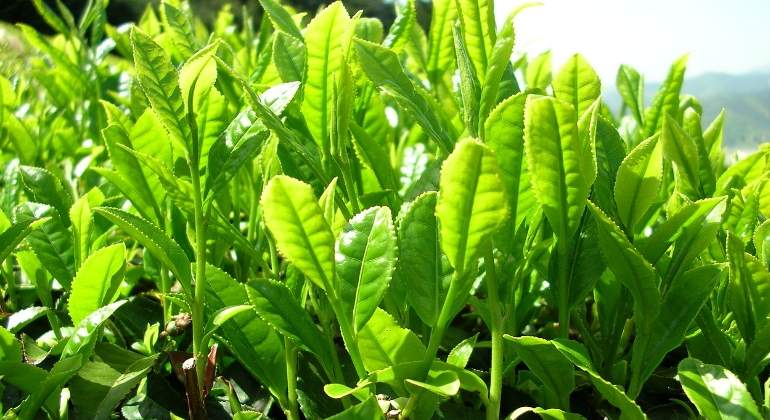 Economía verde