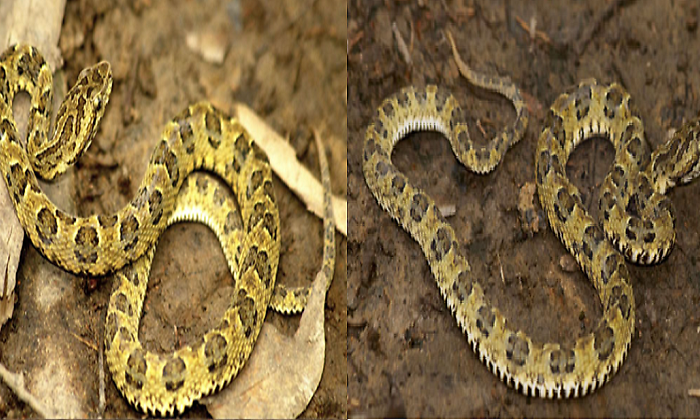 Foto-nueva-serpiente.png